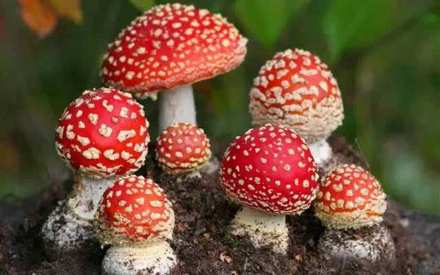 为什么有些蘑菇不能吃_不能吃的蘑菇建议收藏