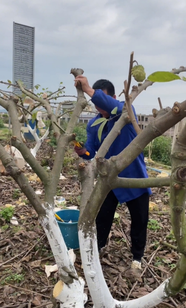 番石榴怎么种植_番石榴的种植方法