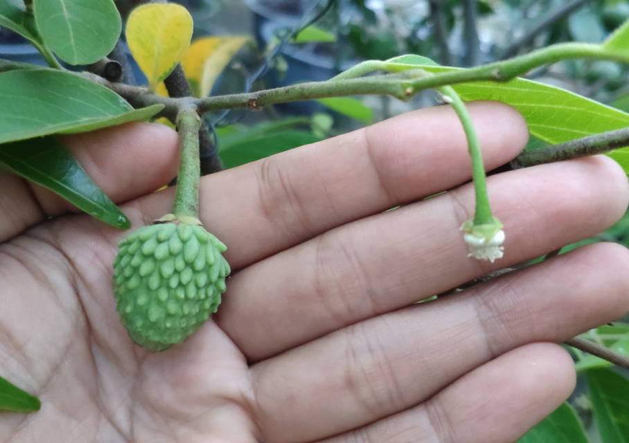 番石榴怎么种植_番石榴的种植方法