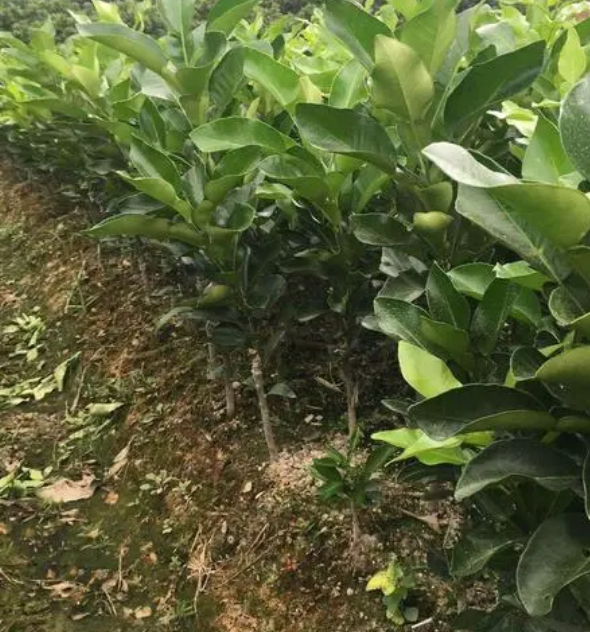 番石榴怎么种植_番石榴的种植方法