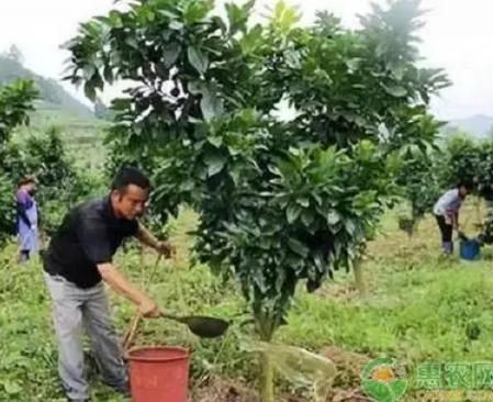 番石榴怎么种植_番石榴的种植方法