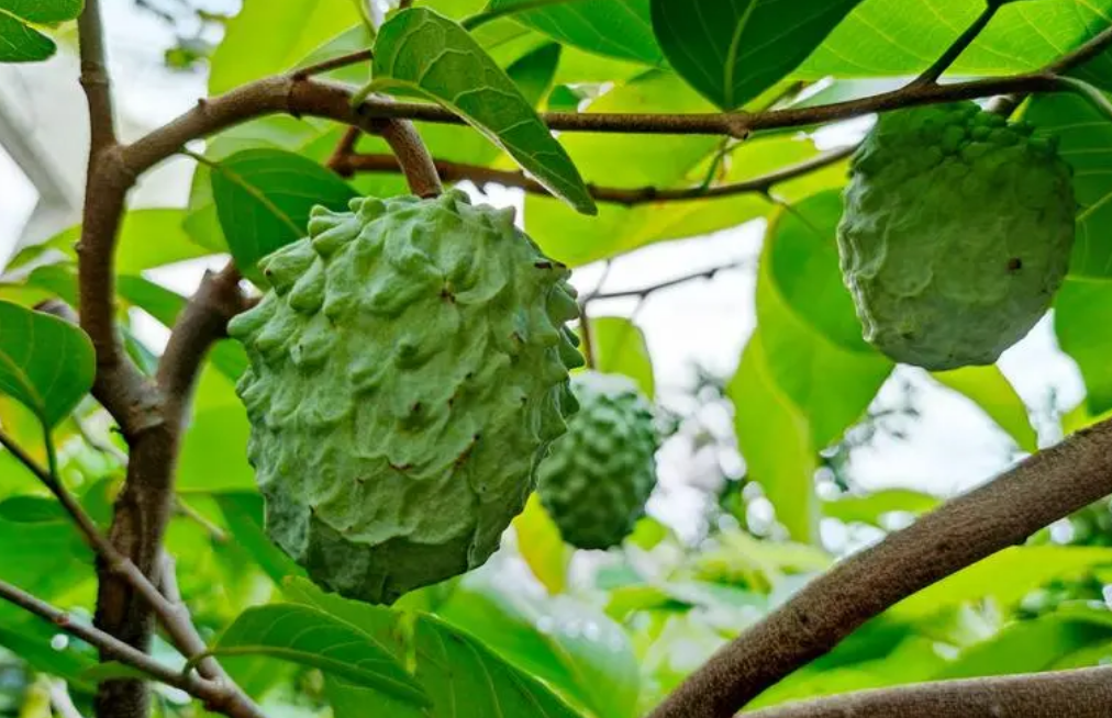 番石榴怎么种植_番石榴的种植方法