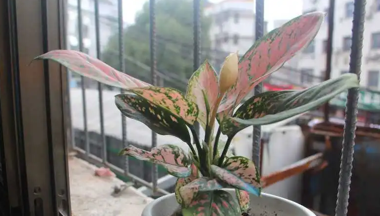 如何才能养好红如意_养好红如意绿的技巧