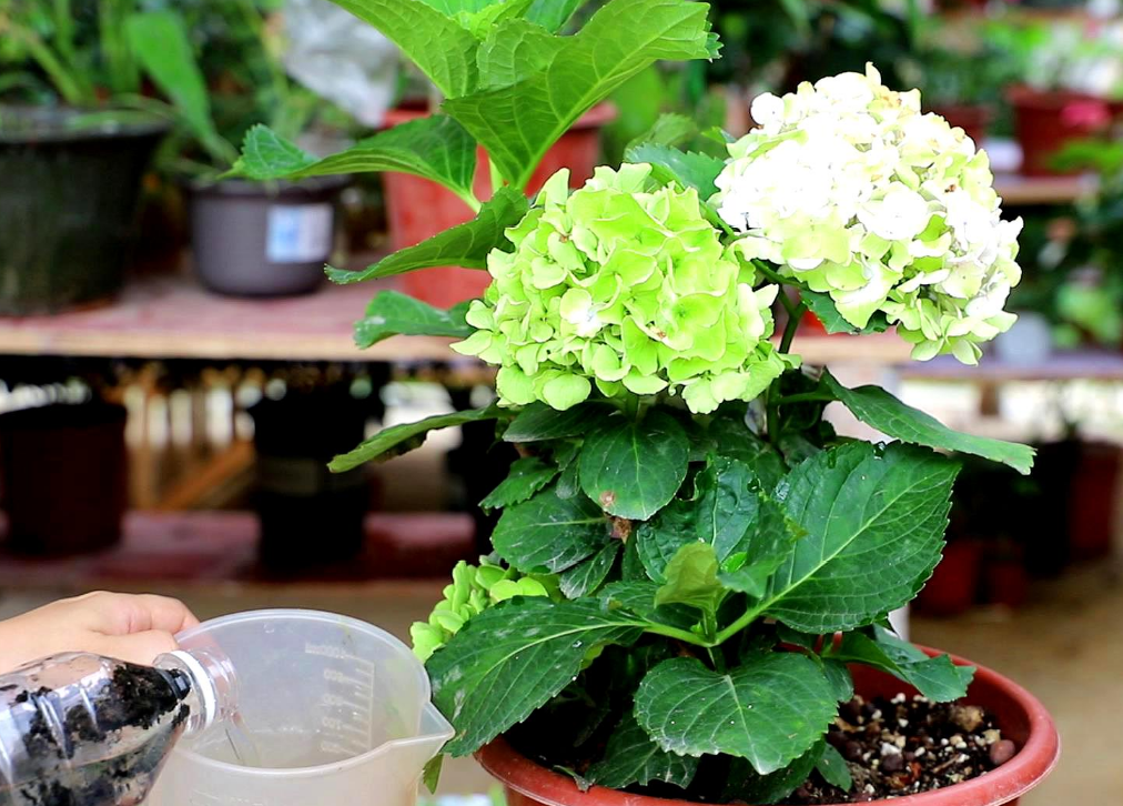 绣球花有没有毒_绣球花可以放卧室吗