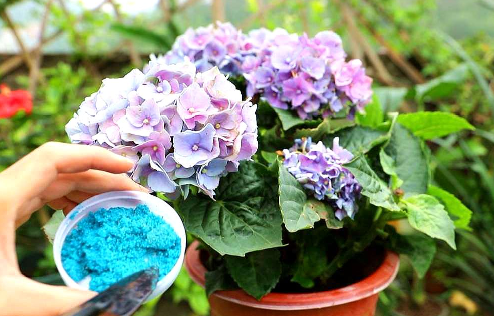 绣球花有没有毒_绣球花可以放卧室吗