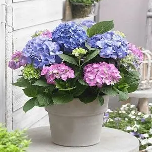 绣球花有没有毒_绣球花可以放卧室吗