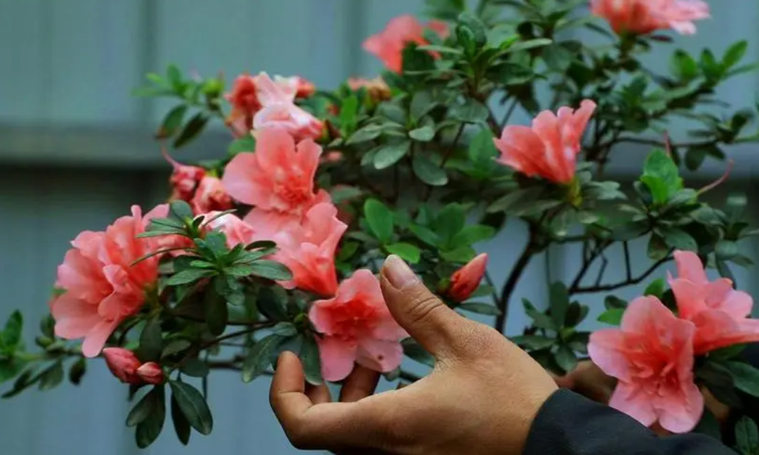 杜鹃花怎么养_杜鹃花的养殖方法和技巧