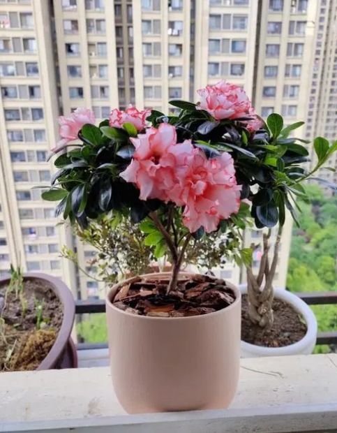 杜鹃花怎么养_杜鹃花的养殖方法和技巧