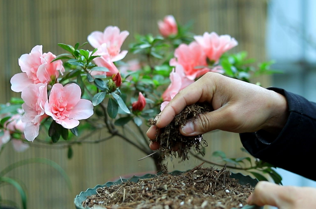 杜鹃花怎么养_杜鹃花的养殖方法和技巧