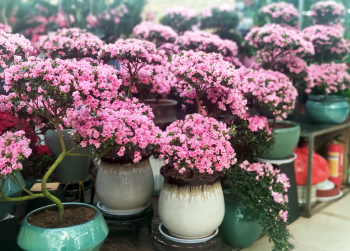 杜鹃花怎么养_杜鹃花的养殖方法和技巧