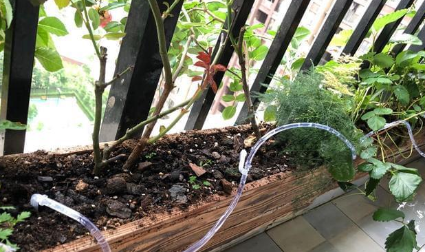 如何在阳台种菜_阳台种菜的注意事项