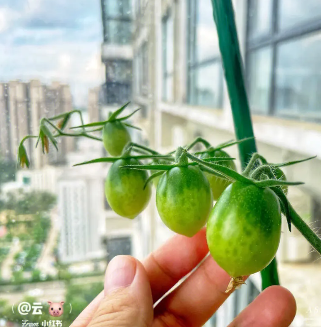 如何在阳台种菜_阳台种菜的注意事项