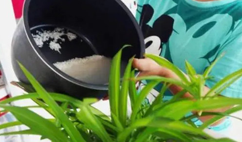 如何正确地给凤尾竹浇水_给凤尾竹浇水的原则