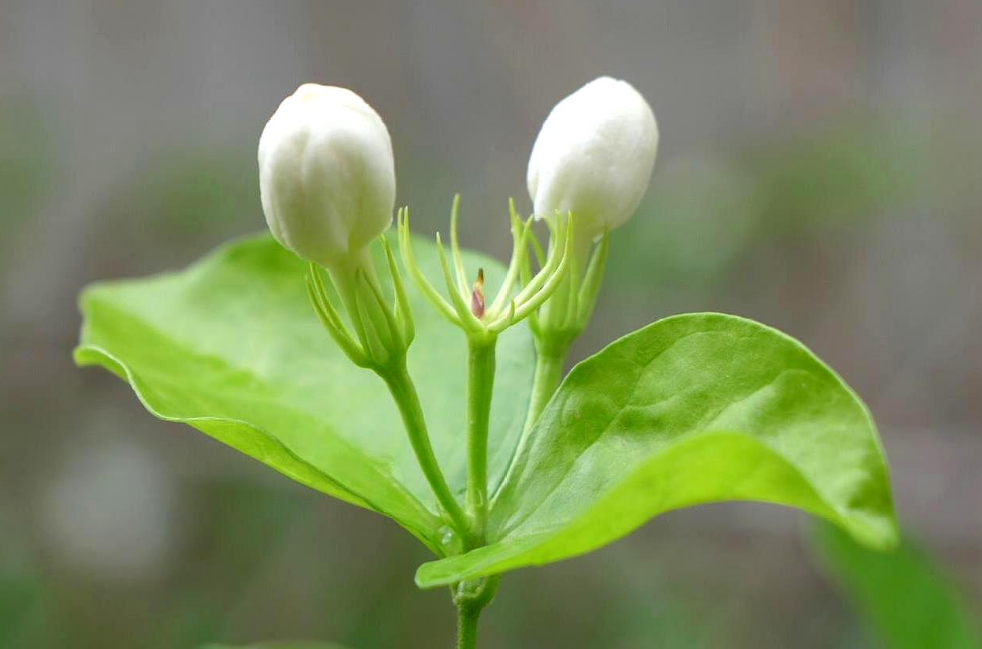 茉莉花怎么养_让茉莉花花开爆盆的方法