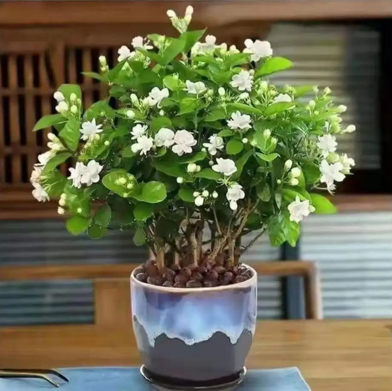 茉莉花怎么养_让茉莉花花开爆盆的方法
