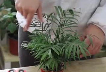 如何养好袖珍椰子_养好袖珍椰子的技巧