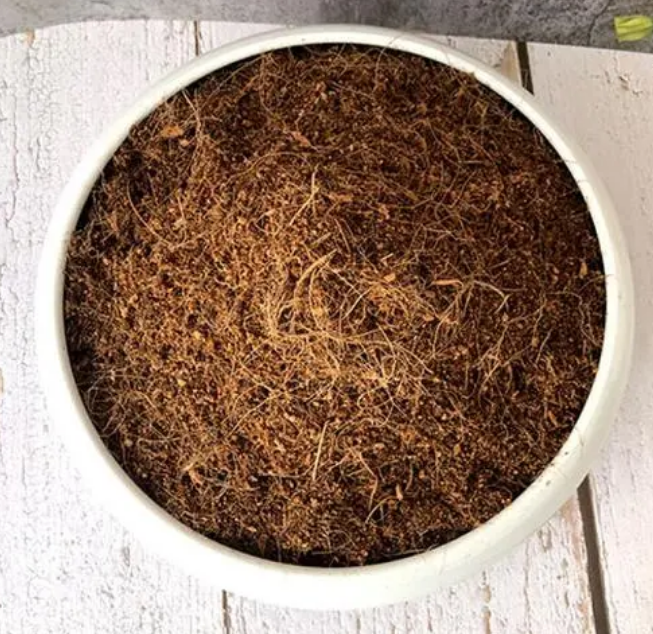 如何养好袖珍椰子_养好袖珍椰子的技巧
