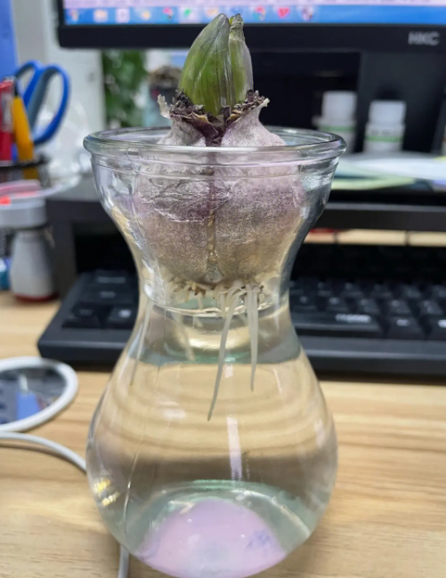 如何水培风信子_水培风信子的技巧