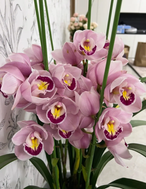 大蕙兰花怎样养_大蕙兰花的养殖技巧
