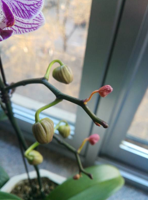 蝴蝶兰花骨朵变黄怎么办_蝴蝶兰花骨朵变黄的补救方法