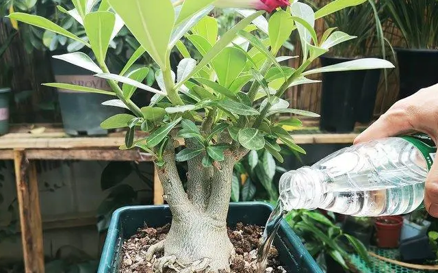沙漠玫瑰冬天如何养护_沙漠玫瑰的养护技巧