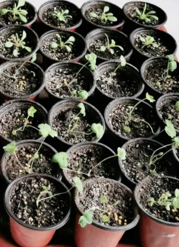 风铃草如何种植_风铃草的种植方法