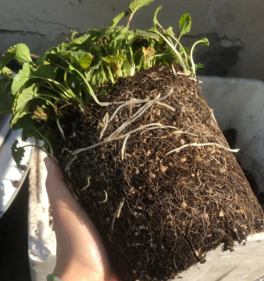 风铃草如何种植_风铃草的种植方法