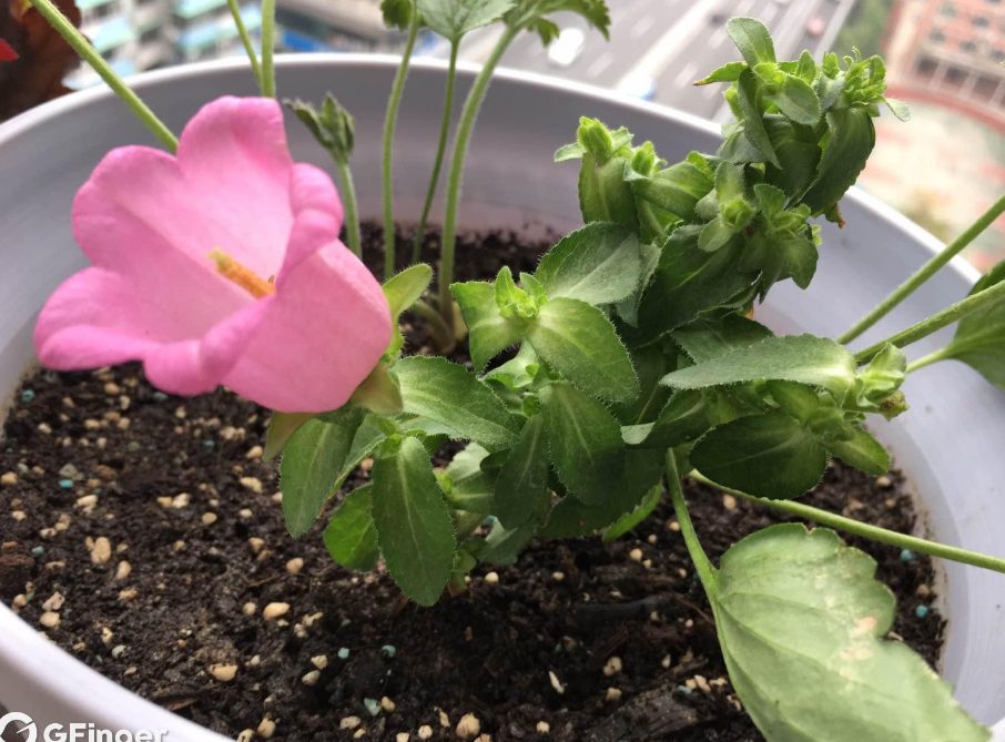 风铃草如何种植_风铃草的种植方法