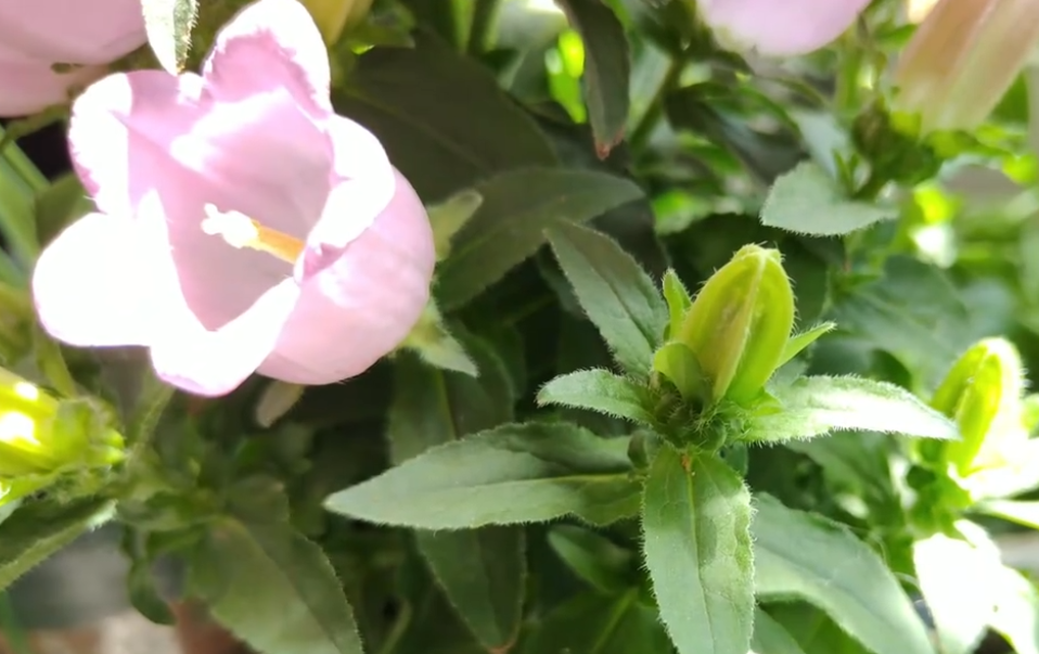 风铃草如何种植_风铃草的种植方法