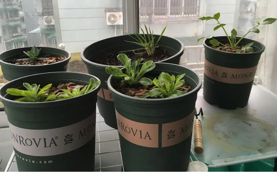 风铃草如何种植_风铃草的种植方法