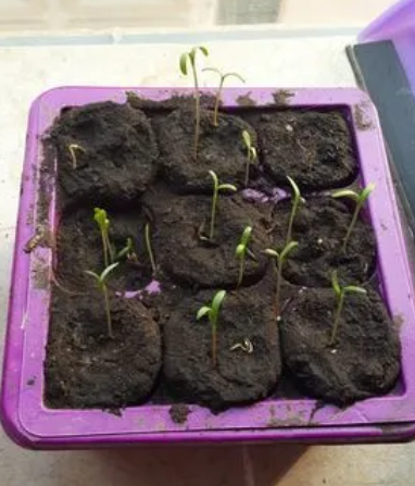 风铃草如何种植_风铃草的种植方法