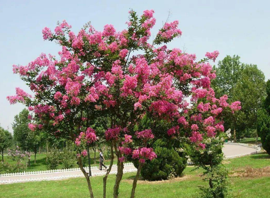 宿迁的市花是什么_宿迁市花是紫薇和桂花