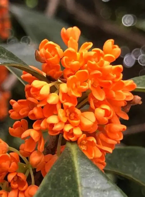 宿迁的市花是什么_宿迁市花是紫薇和桂花