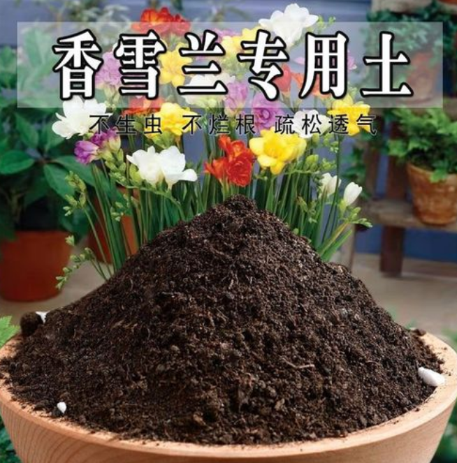 什么是香雪兰_香雪兰的特点和养护