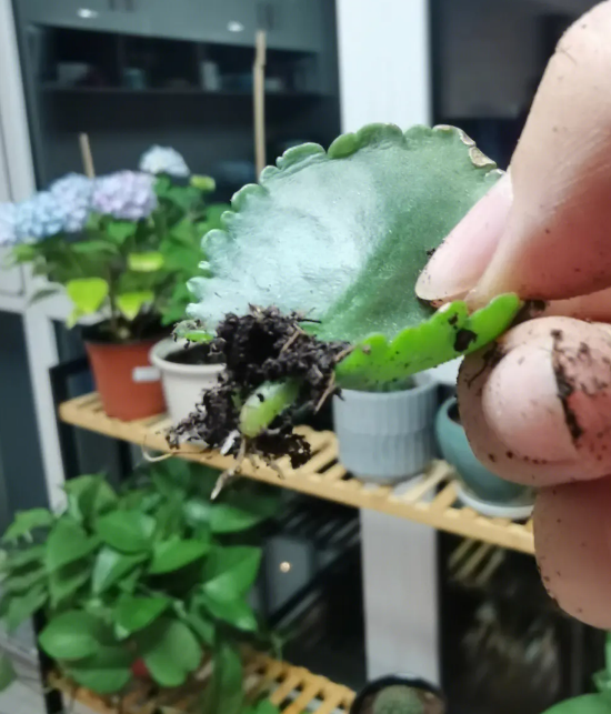 刚扦插的长寿花要浇水吗_一文解答