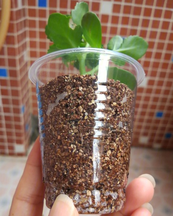 刚扦插的长寿花要浇水吗_一文解答