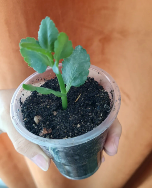 刚扦插的长寿花要浇水吗_一文解答