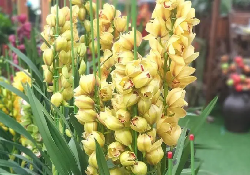 大花蕙兰的花语是什么_你知道吗