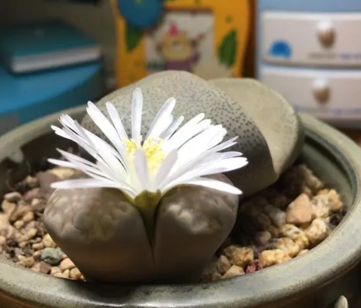 什么是石头花_养好石头花的方法和技巧