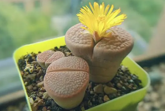 什么是石头花_养好石头花的方法和技巧