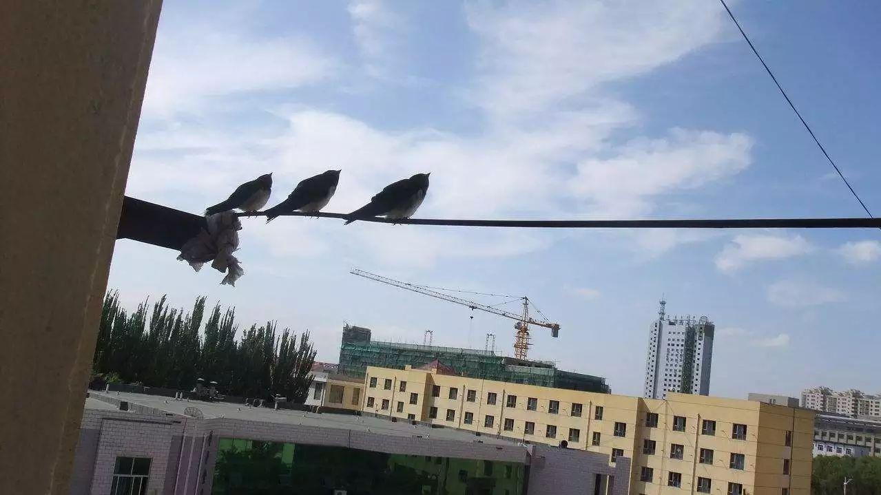 小鸟不会被电线电着吗_什么原理
