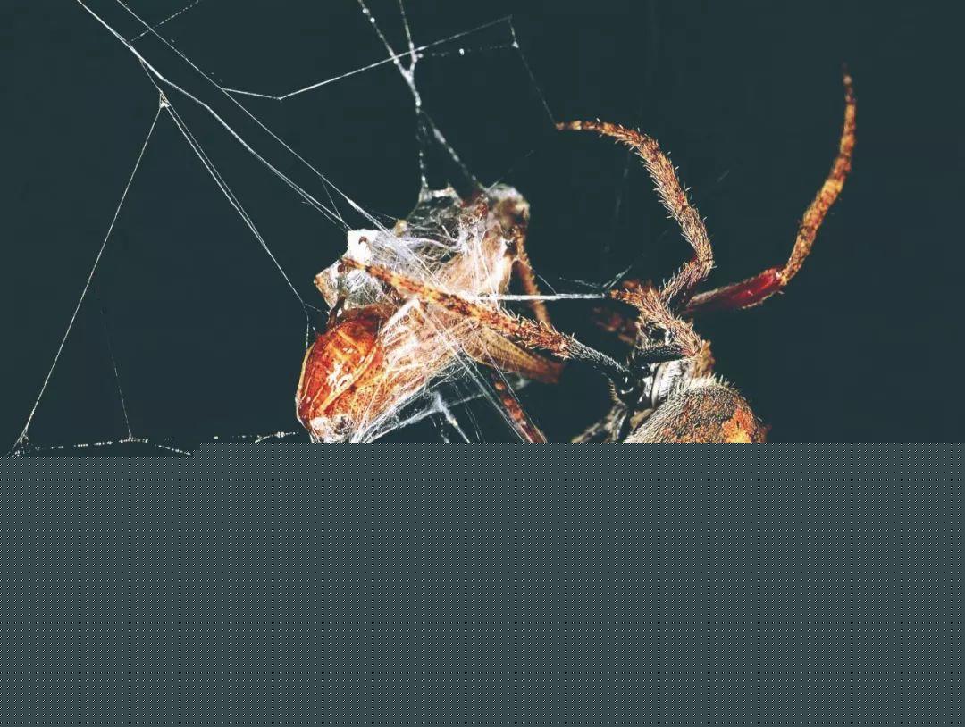 蜘蛛为什么不会粘在自己织的网上