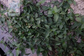 狗肝菜可以当菜吃吗_狗肝菜有哪些营养
