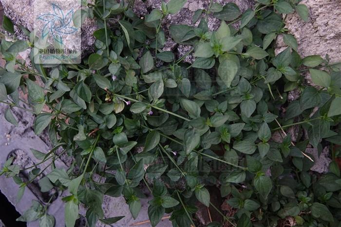 狗肝菜可以当菜吃吗_狗肝菜有哪些营养