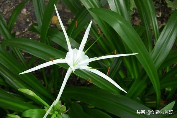 蜘蛛兰是什么花卉_蜘蛛兰怎样养殖