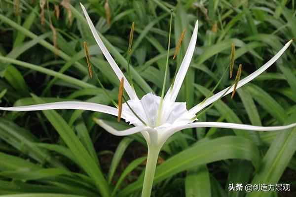 蜘蛛兰是什么花卉_蜘蛛兰怎样养殖
