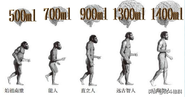 中国古人类考古是什么人物_中国古人类考古研究发展历程