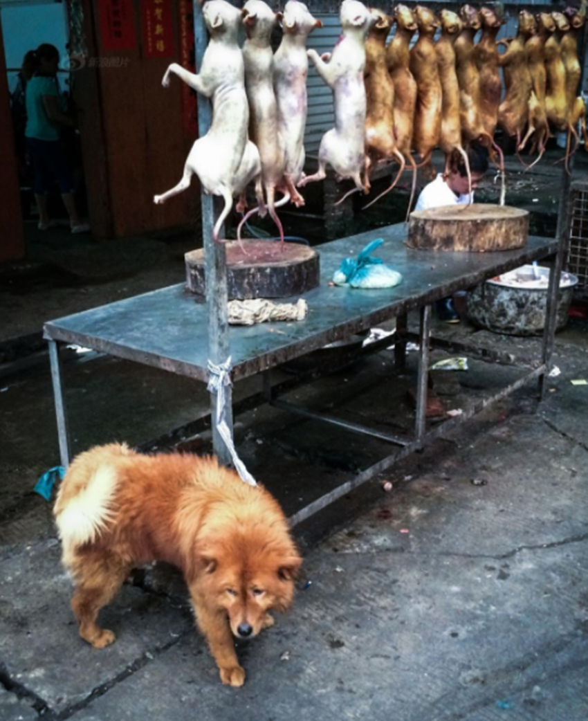 禁止吃狗肉_谁来定义