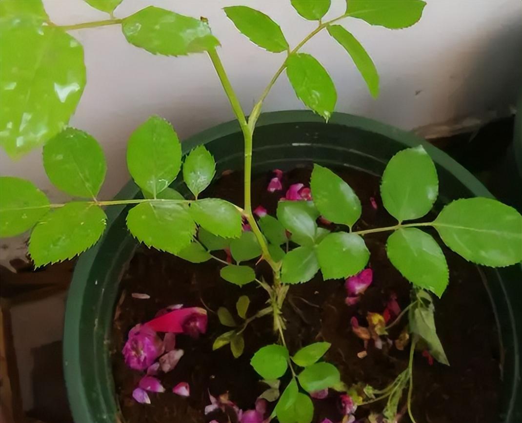 红木香怎么种_红木香的养殖方法