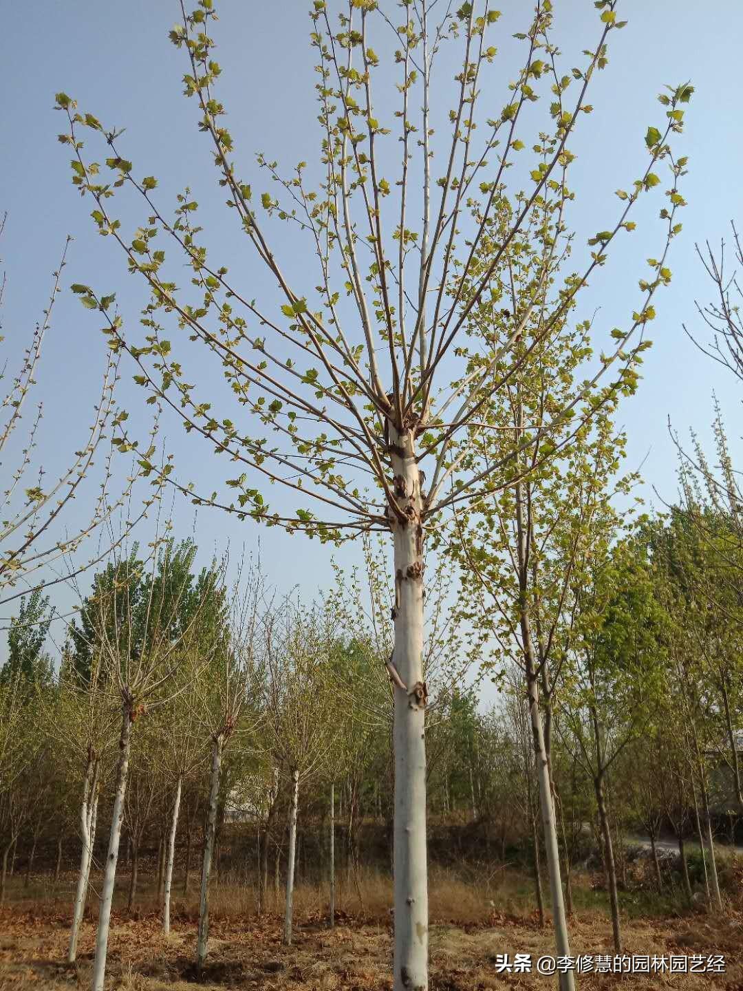 树木栽植时为何要修剪_树木栽植修剪的作用和意义
